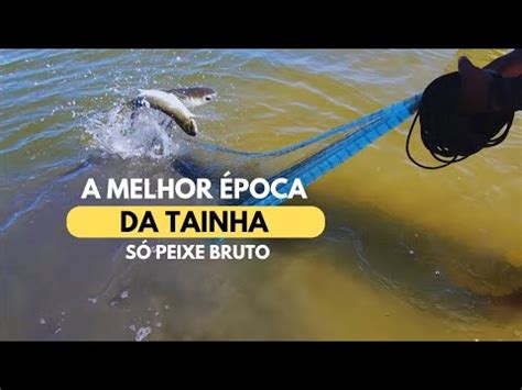 Pescaria De Tainha Muito Peixe Na Tarrafa YouTube