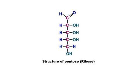 Pentose Importance In Pentose Phosphate Pathway