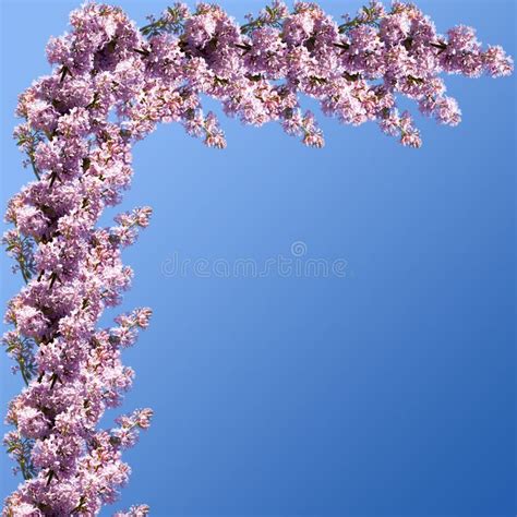 7 233 Lilac Border Frame Stock Photos Free Royalty Free Stock