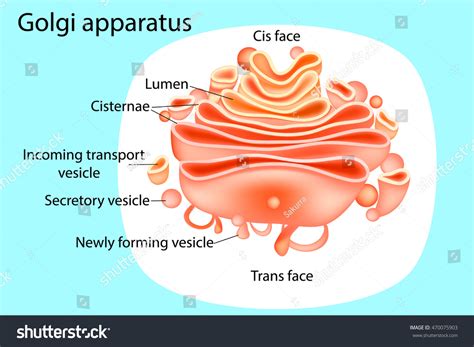 Golgi Apparatus Labelled Diagram