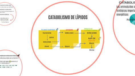 Que Es Catabolismo De Lipidos Dinami