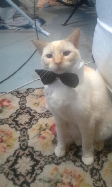 Fuck You Blank Template Imgflip