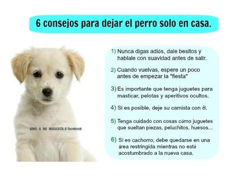 Consejos Para Dejar A Tu Perro Solito En Casa Consejos Para