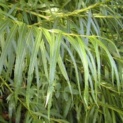 Ива Шверина 'schwerinii' (Salix schwerinii) - «Feel Green»