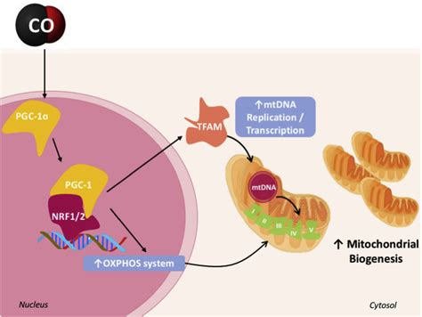 Co Mediated Cytoprotection Is Dependent On Cell Metabolism Modulation