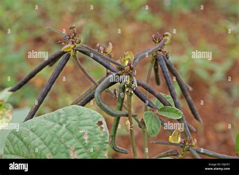 Vigna Radiata High Resolution Stock Photography And Images Alamy