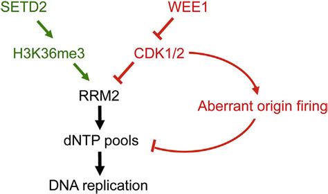 Schematic Overview Of The Synthetic Lethal Interaction Between H K Me