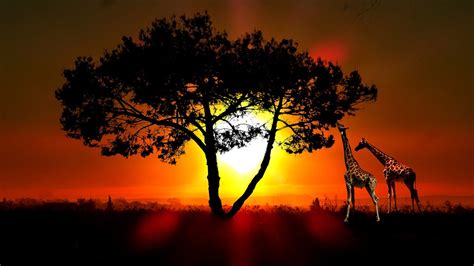 Giraffe Sunset Wallpaper