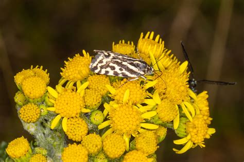 Ackerwinden Bunteulchen Acontia Trabealis 1 Ackerwinde Flickr