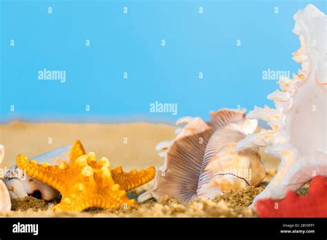 Starfish Lying On Beach In Hi Res Stock Photography And Images Alamy