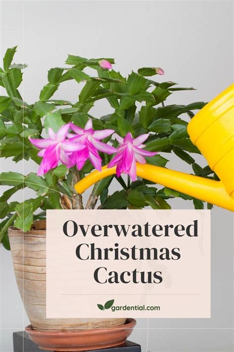 Overwatered Christmas Cactus Christmas Cactus Christmas Cactus Care Cactus Care