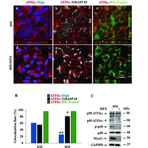 p38 MAPK ATF6α pathway is impaired in DEX induced myotube atrophy A