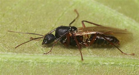 Alate Ant Camponotus BugGuide Net