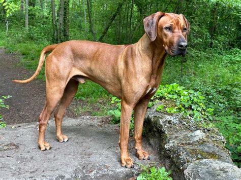 M Le Rhodesian Ridgeback C T Disponible Pour Saillie Petite