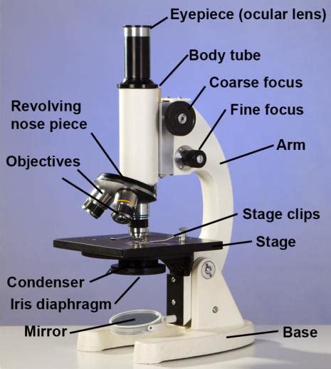 Lab Skills 5 Using A Compound Light Microscope Answers