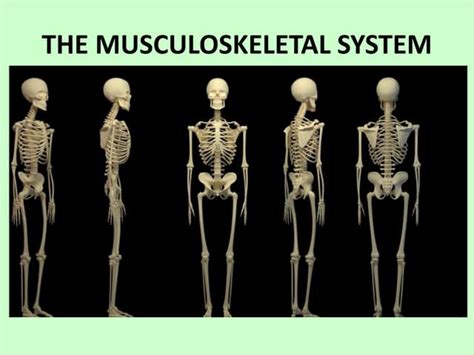 Skeletal system