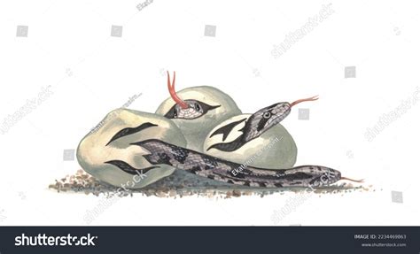 437 Snake Egg Hatching Images, Stock Photos & Vectors | Shutterstock