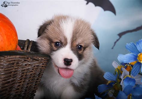 Щенки Вельш корги пемброк, корги, коргі: 35 000 грн. - Собаки Одеса на Olx