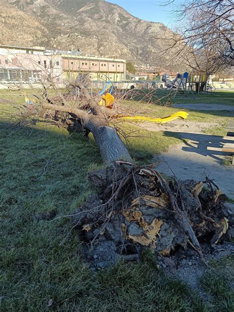 Susa Rimosso Lalbero Abbattuto Dal Forte Vento Il Torinese