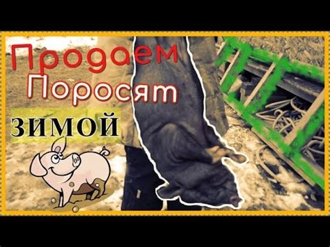 Продажа вислобрюхих поросят зимой / вьетнамские свиньи - YouTube