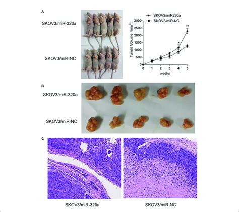 Mir 320a Promotes Tumorigenesis Of Skov3 Cells In Vivo A B The