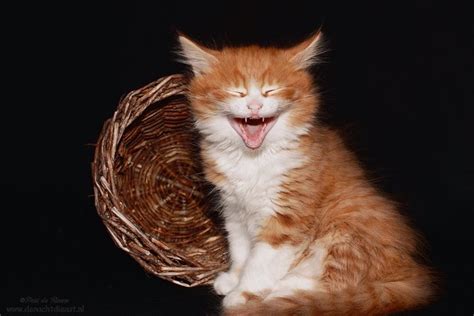 20 Hilarious Cats Laughing at You - Best Photography, Art, Landscapes ...