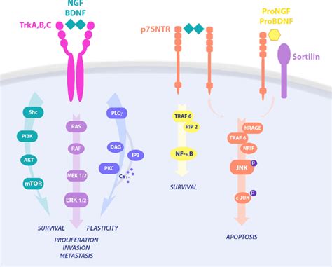 Neurotrophins Signaling Pathways In Cell Survival And Death Ngf Binds