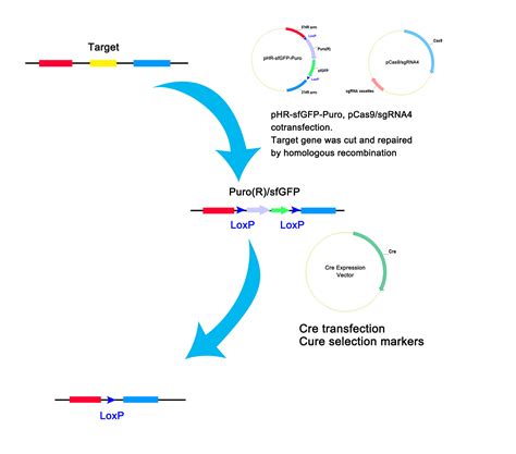 Crispr Cas