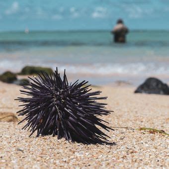 Filum Echinodermata Karaktersitik Dan Klasifikasinya