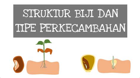 Struktur Biji Dan Tipe Perkecambahan Youtube