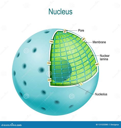 Parts of the cell nucleus stock vector. Illustration of lamina - 131532085