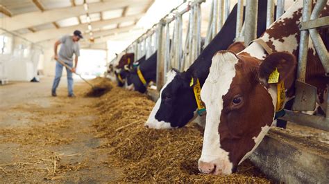 Regione Autonoma Della Sardegna Agricoltura Assessore Satta Aiuti