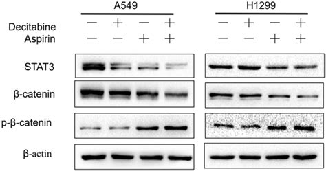 Decitabine And Aspirin Decreases Stat3β Catenin Signaling Activation