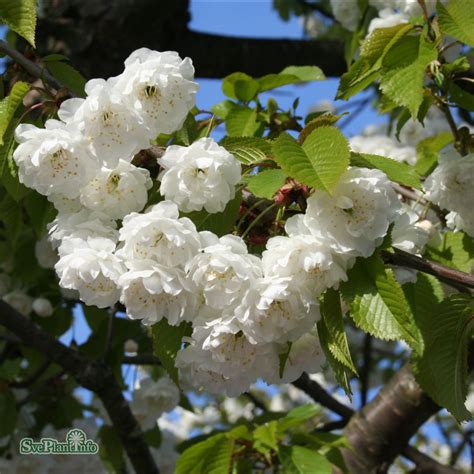 Prunus avium Plena, Fågelbär - Prydnadsträd