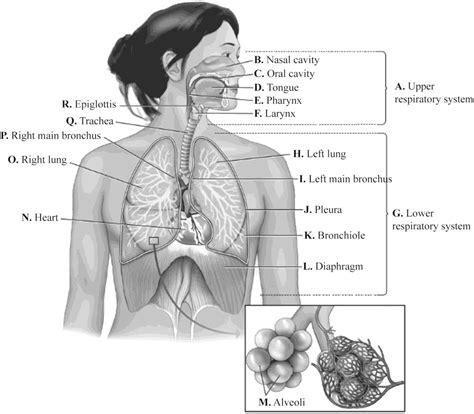 Upper And Lower Respiratory Tract Diagram