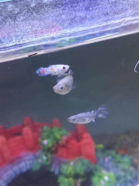 Punto Blanco Peces Molly Guppy Y Platy Foro PortalPez De Acuarios