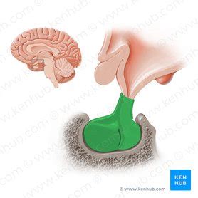 cámara Prestigio reducir hipofisis anatomia promesa Vegetales limpiar