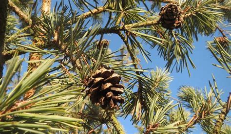 4 Parts Of Pine Trees That Benefit Your Health Hobby Farms