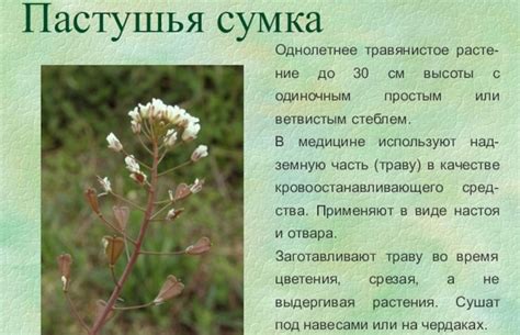 Трава пастушья сумка. Фото растения, полезные свойства, противопоказания