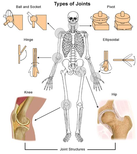 30 HD What Are Examples Of Pivot Joints - insectza