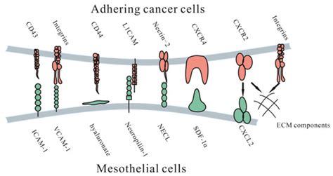 Jcm Free Full Text Development Of The Peritoneal Metastasis A