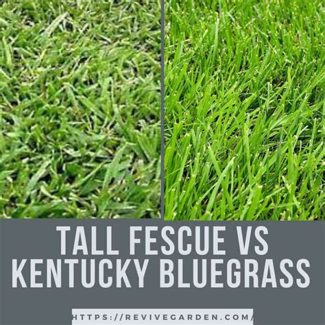 Tall Fescue Vs Kentucky Bluegrass Dont Take The Stress Revive Garden