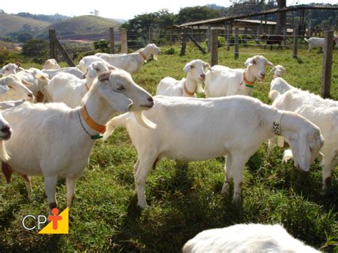 Criação de cabras leiteiras atividade prazerosa e lucrativa Cursos a