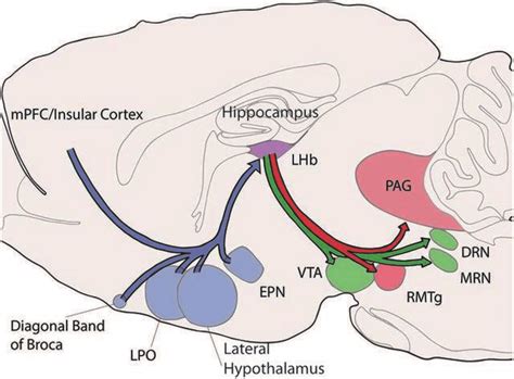 Schematic Of Selected Afferent And Efferent Connections Of The Lateral