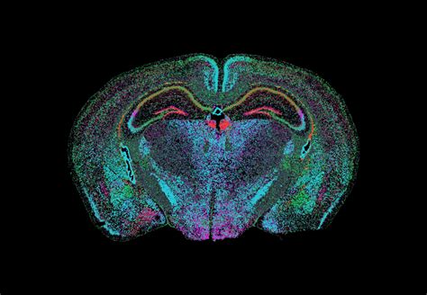 Spatial Transcriptomics Helps Sniff Out A More Comprehensive Olfactory Map