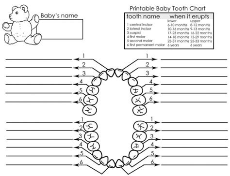 Free Printable Baby Teething Chart Templates Pdf Excel Tmp