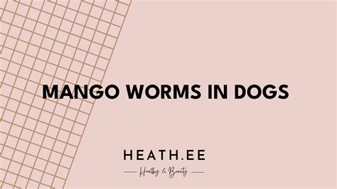 Mango Worms In Dogs A Comprehensive Guide For Pet Owners Heathe