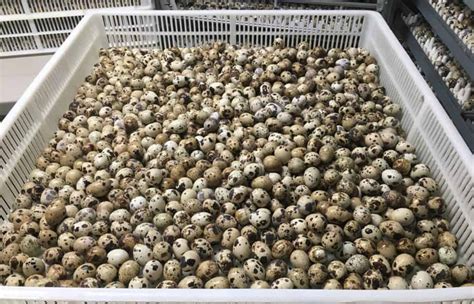 Raising Quail for Meat and Eggs: Everything You Need to Know