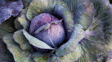 cabbage varieties   types  cabbage cultivars