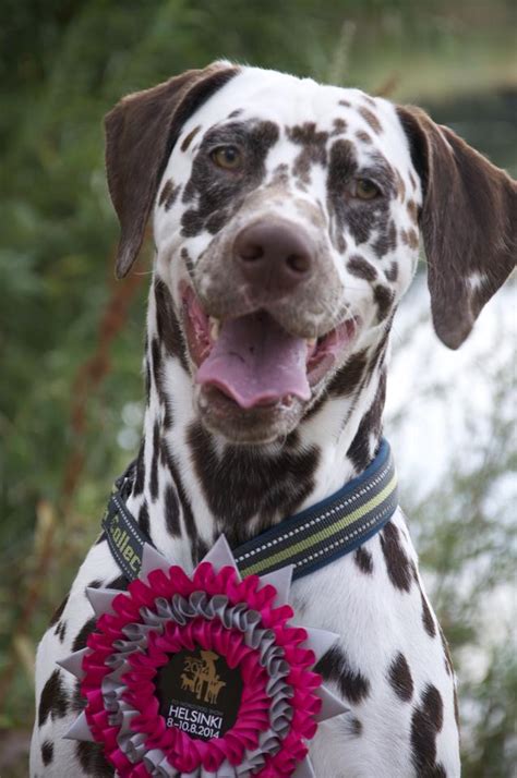 Pep Cane Dalmata Dell Allevamento California Centouno